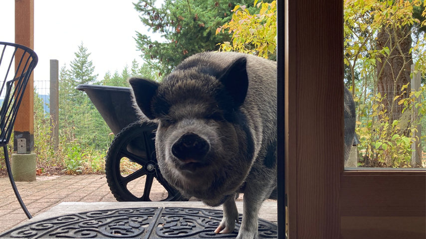 rosie looking through door